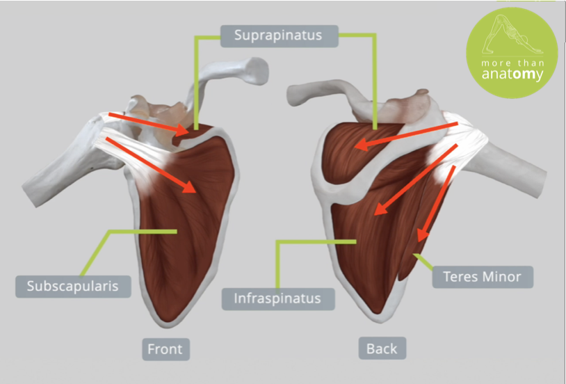 shoulder joint muscles anatomy