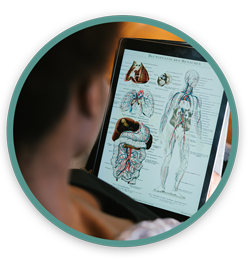 Anatomy class description image