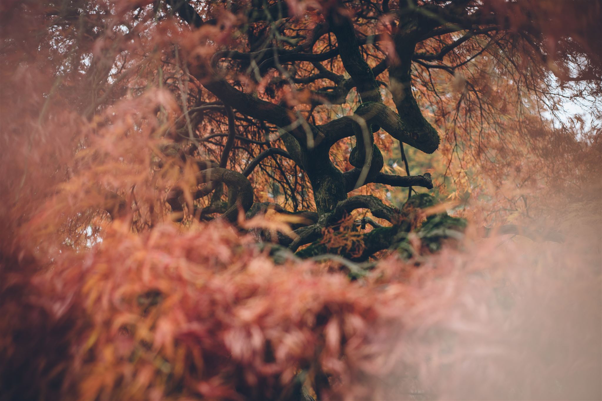 Your first shamanic journey