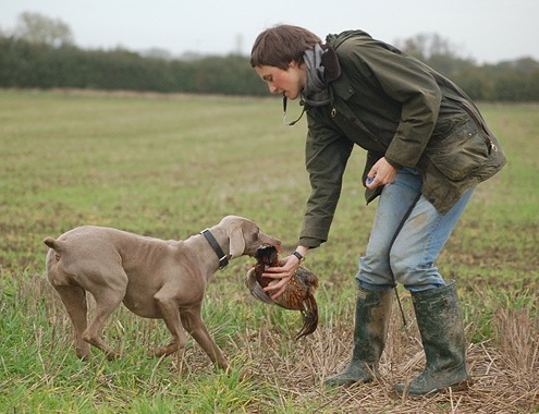 Clicker gundog best sale