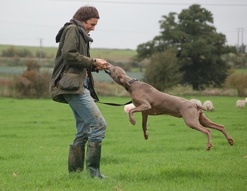 Force Free Dog Training