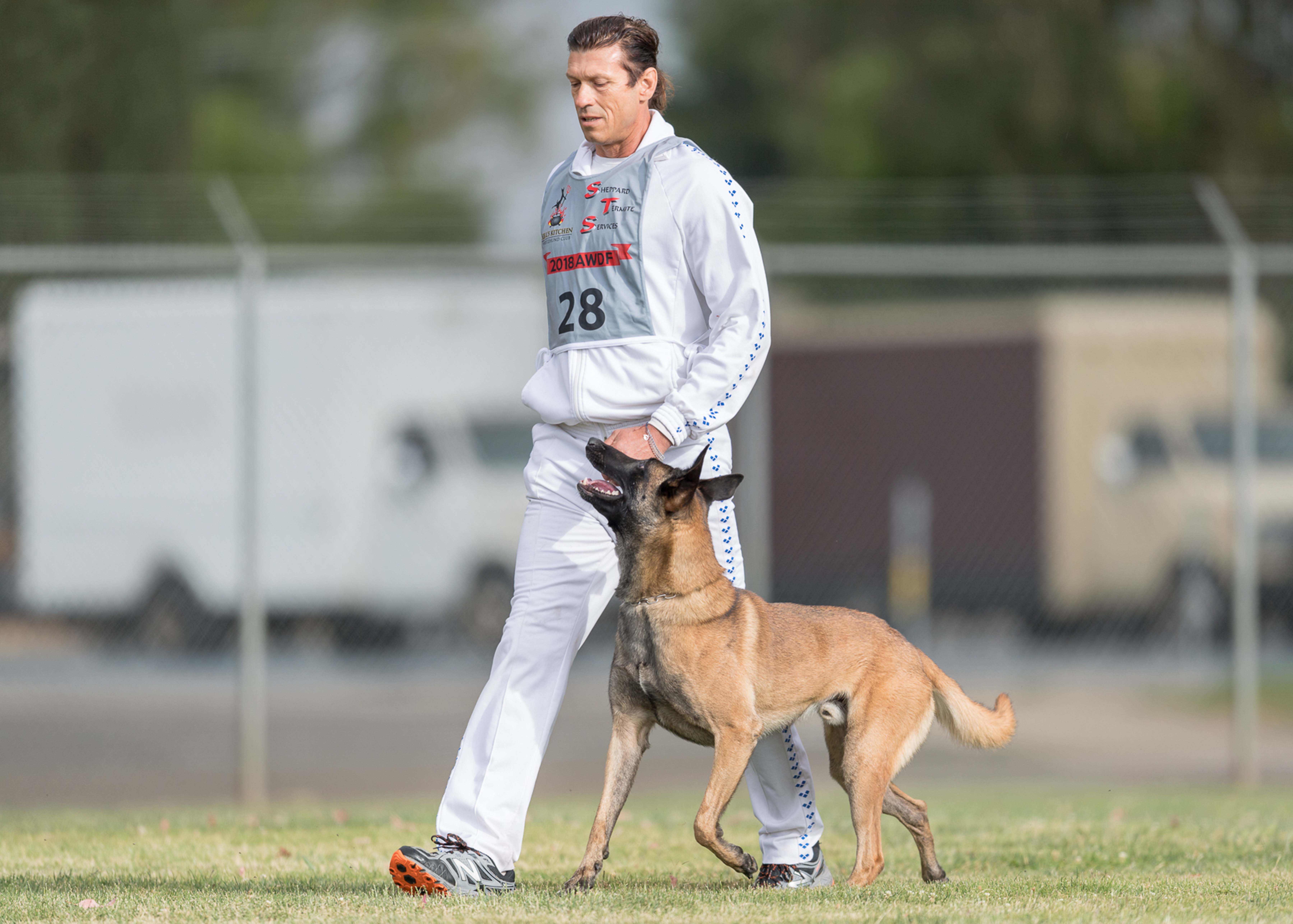 Dog obedience outlet competition training