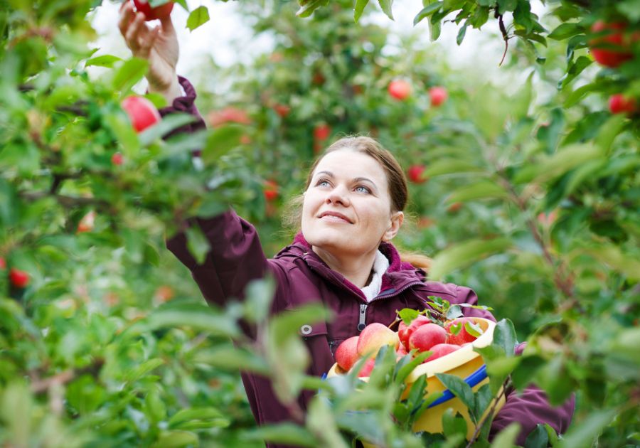 Grow Fruit Trees Fast Online Course from