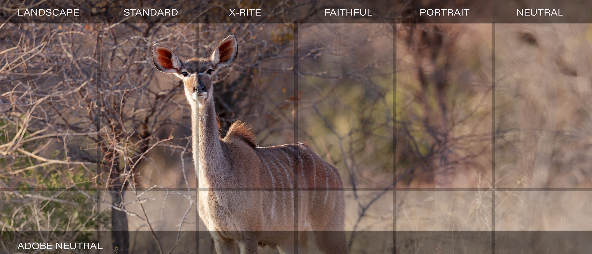Canon R5 Camera Matching Profiles