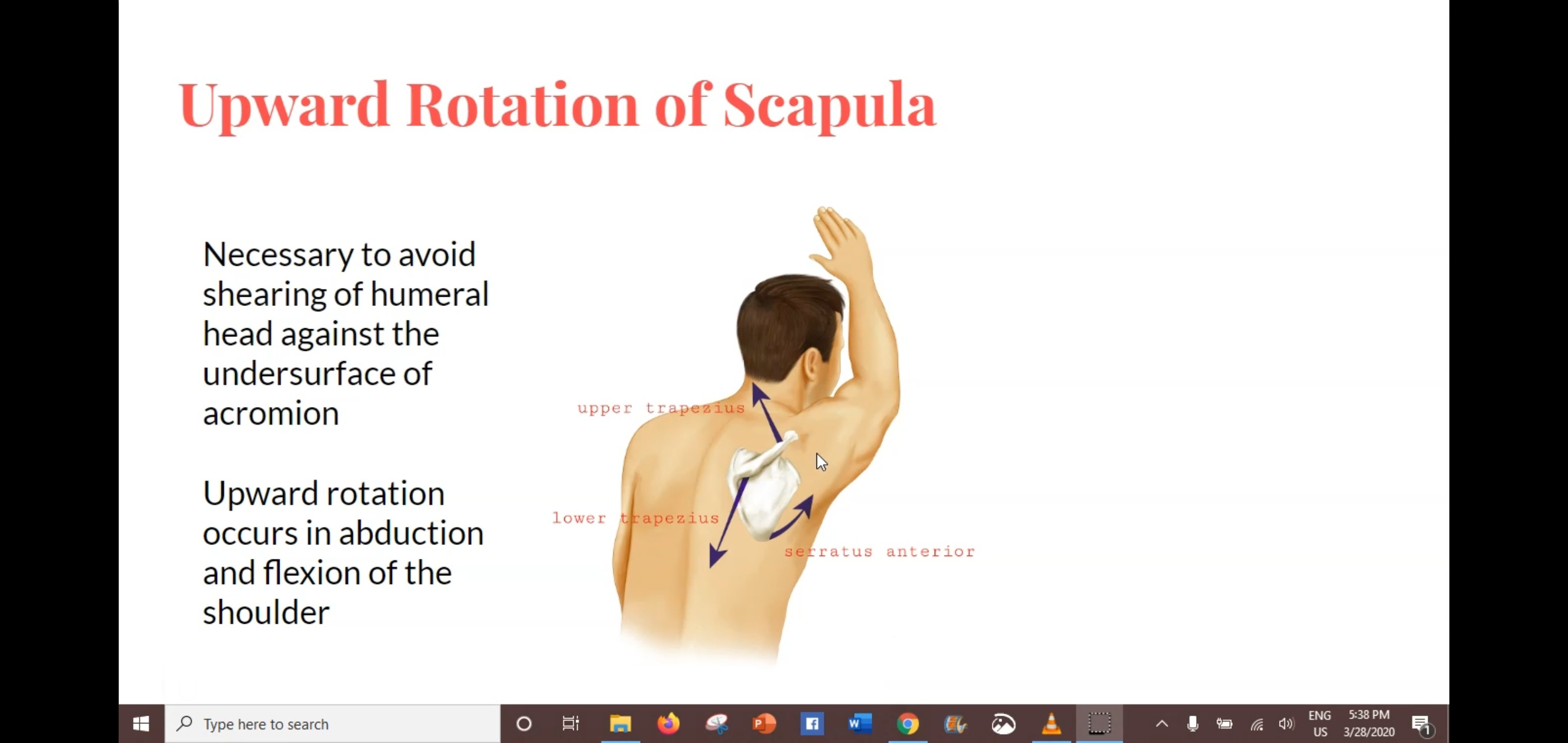 Scapular Stabilization