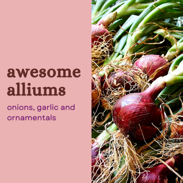 Awesome Alliums (2022)