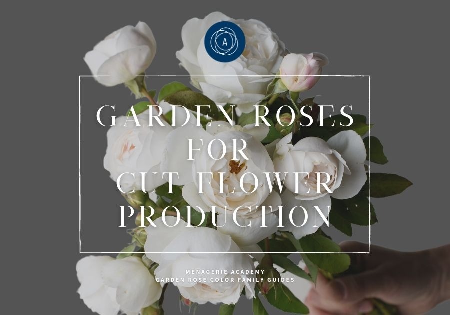 Garden Roses For Cut Flower Production Color Family Guides