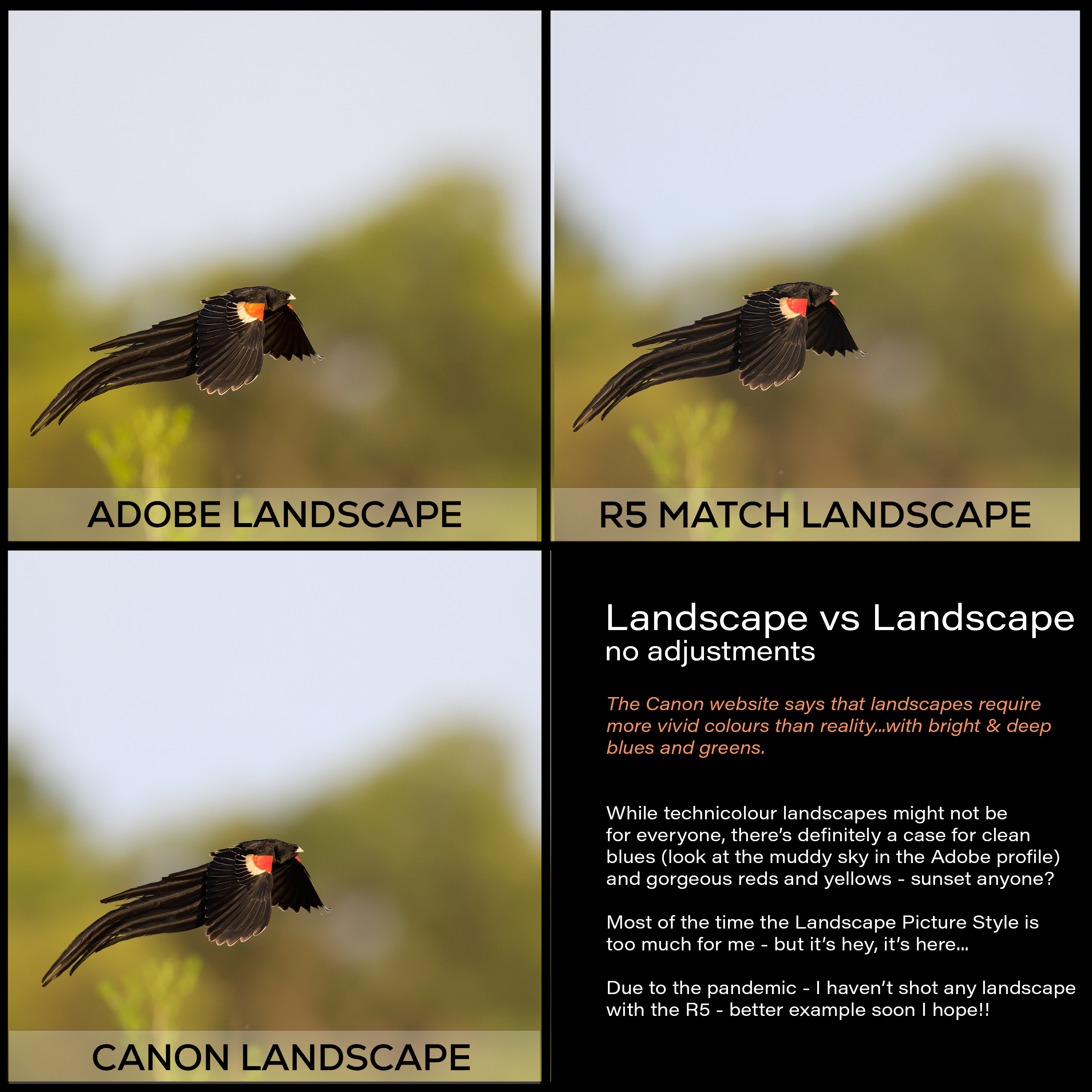 Canon R5 Camera Matching Profiles