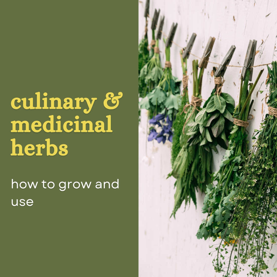 Culinary And Medicinal Herbs