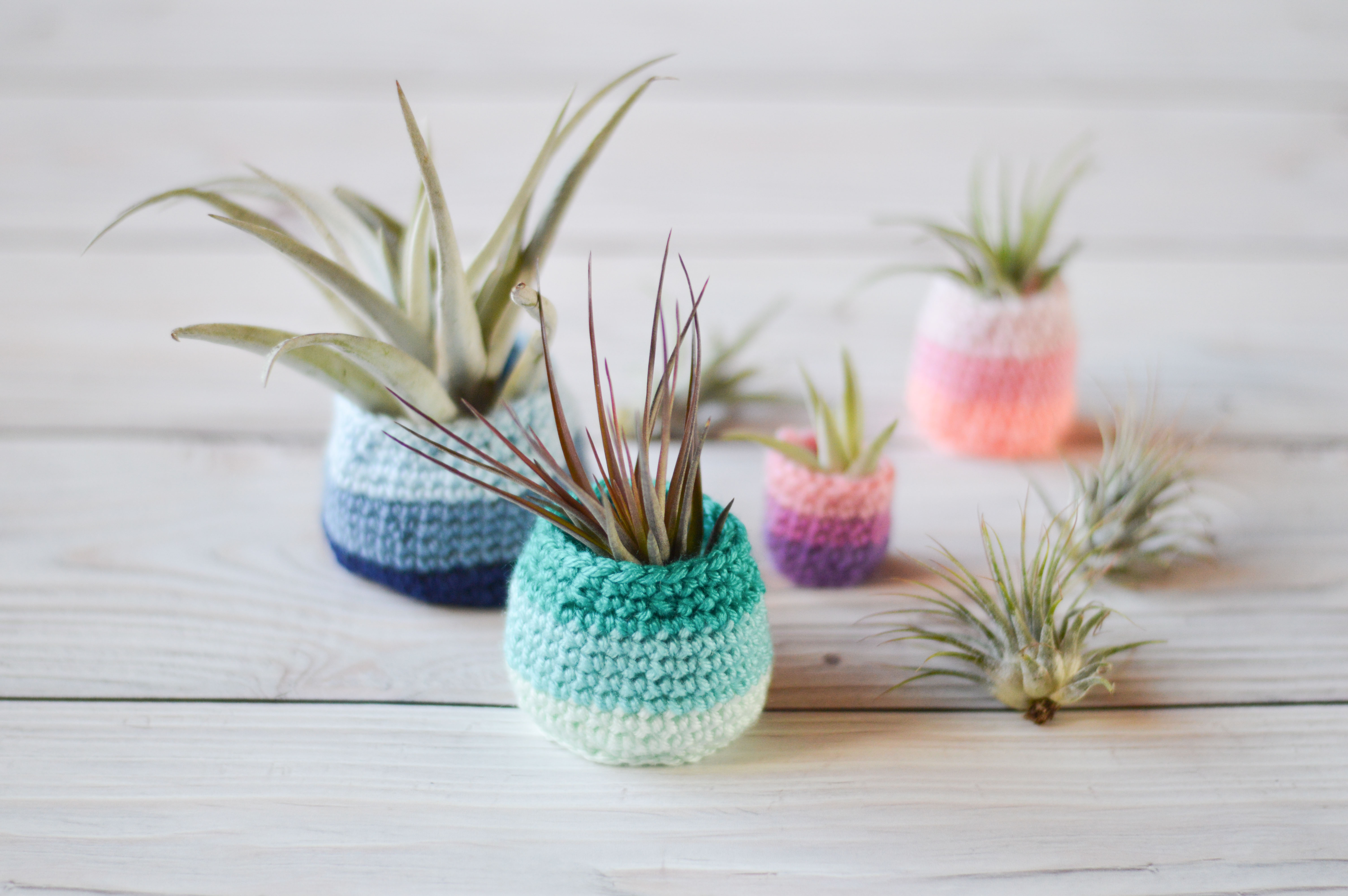 Air Plant Pots