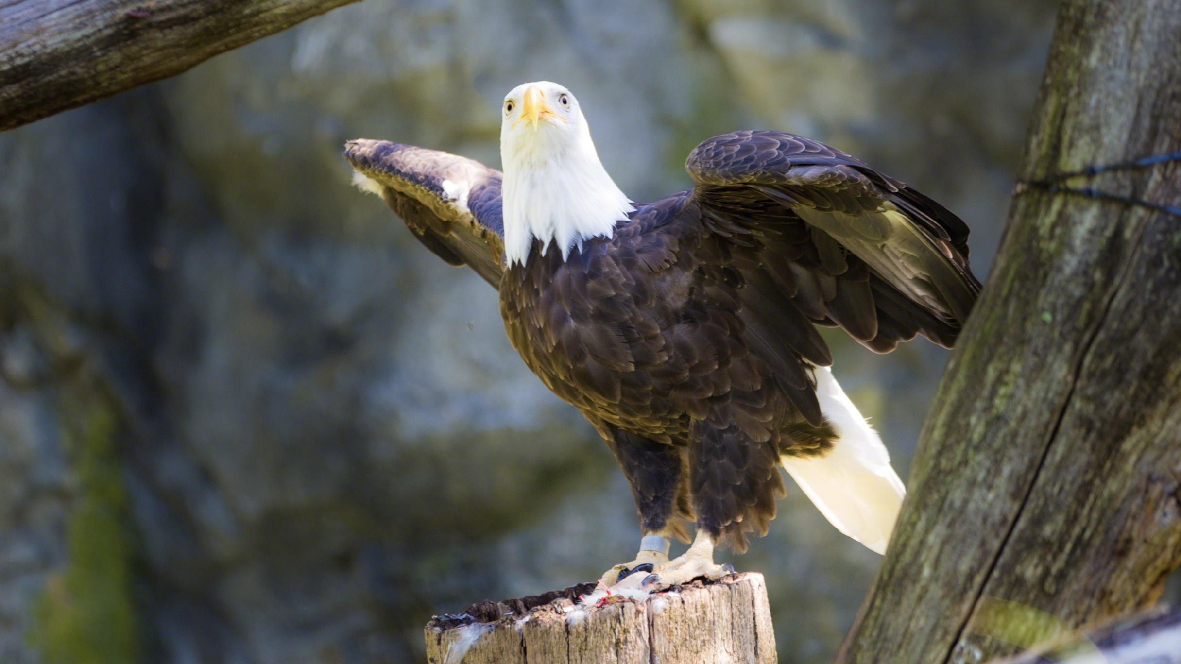 Wildlife Photography