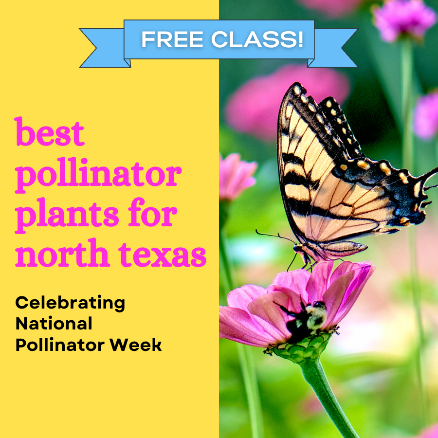 The Dallas Garden School | Gardening Classes