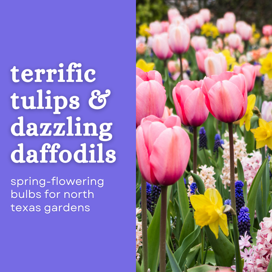 the-dallas-garden-school-gardening-classes